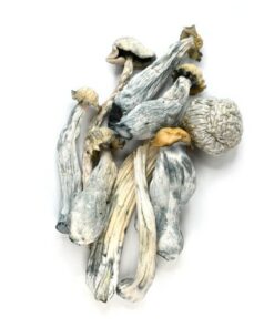 Albino Avery Mushroom