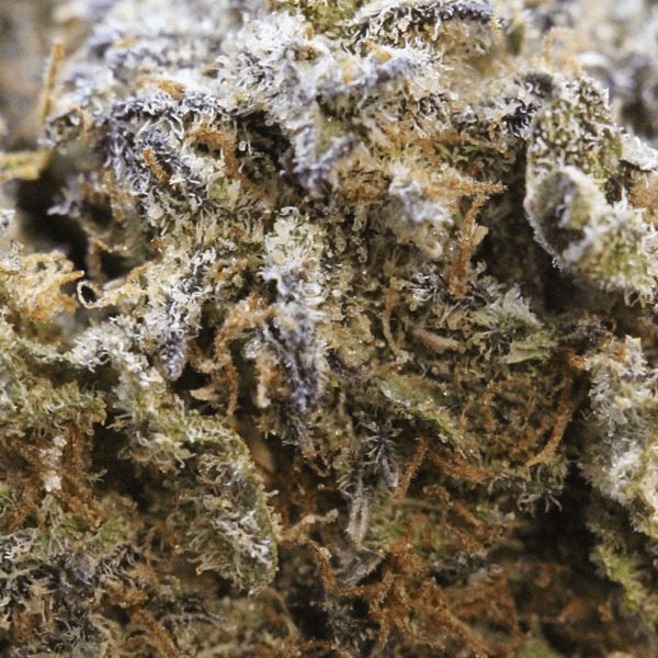 Buy Alien OG Aussie - Image 2