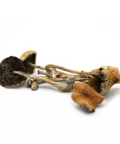 Alternative view of Golden Teacher