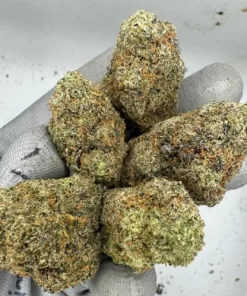 Northern Lights Weed Strain