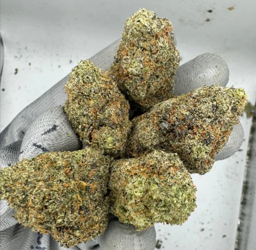 Northern Lights Weed Strain