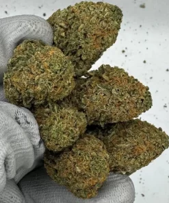 Buy Stardawg Weed Online